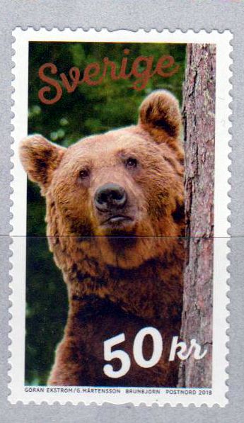 Braunbär, sk, v. Rolle