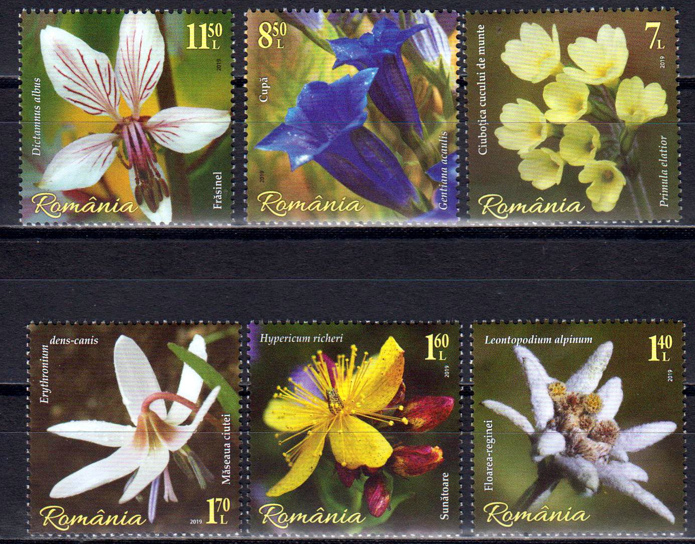 Bergblumen 2019