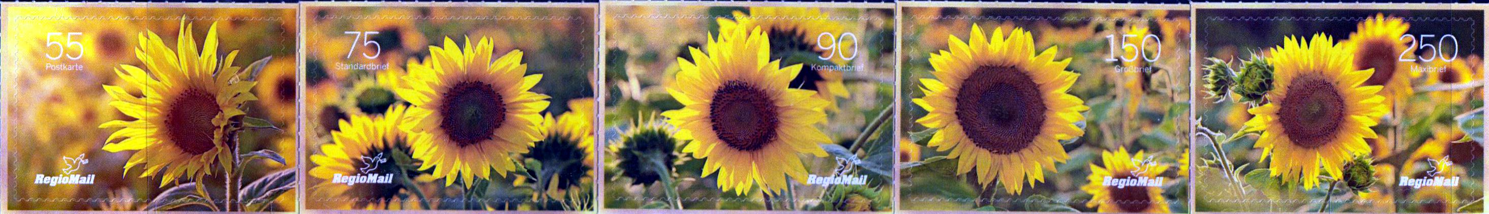 Sonnenblumen 2020