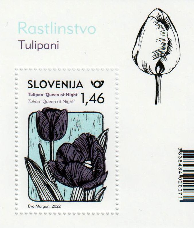 Block: Flora 2022, Tulpen