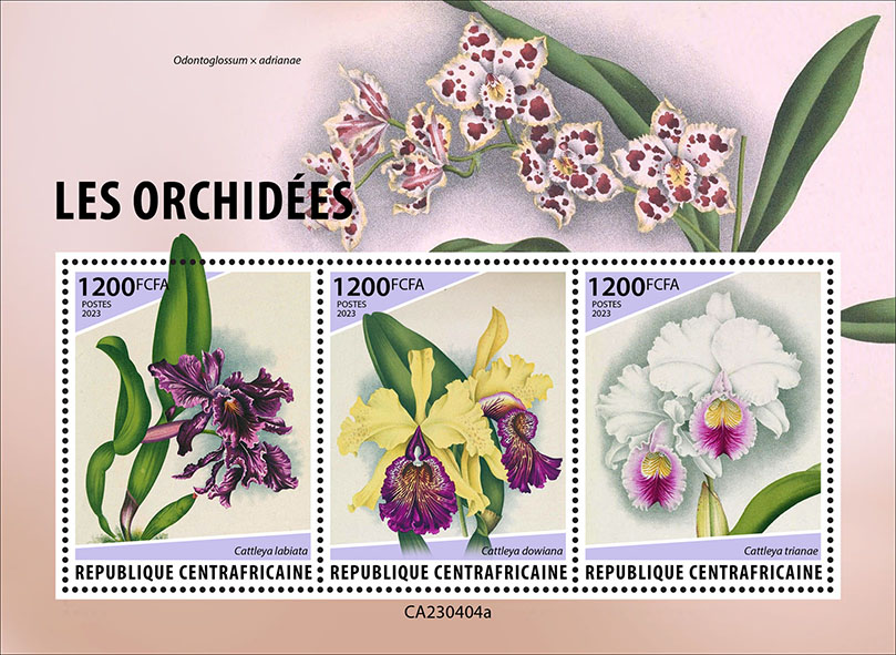 Orchideen 2023