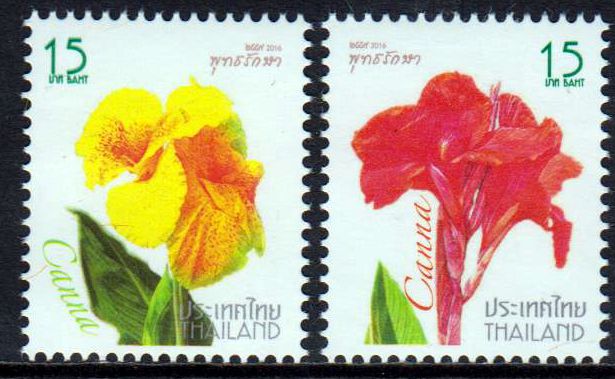 Neujahr II, Canna, 2x15 Baht