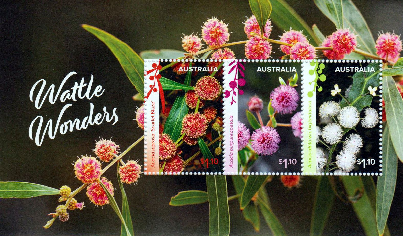 Block: Wattle Wonders 2021, Akazie