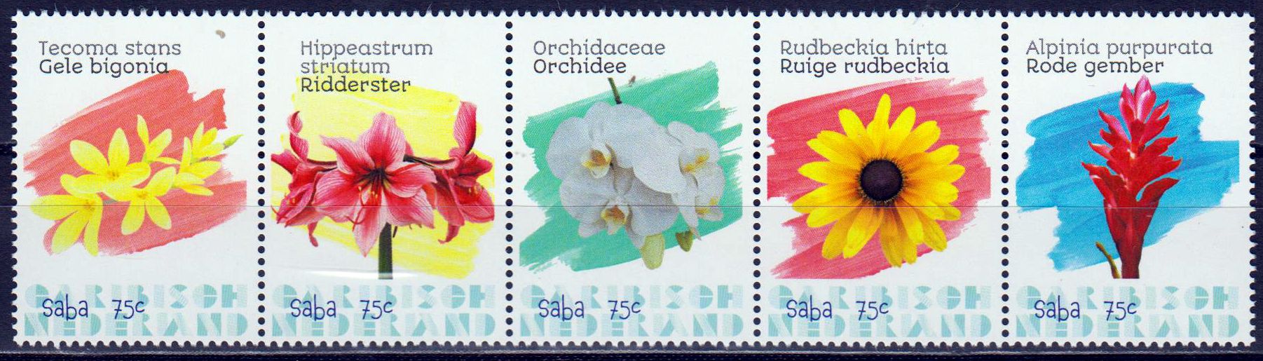 Saba Blumen 2020