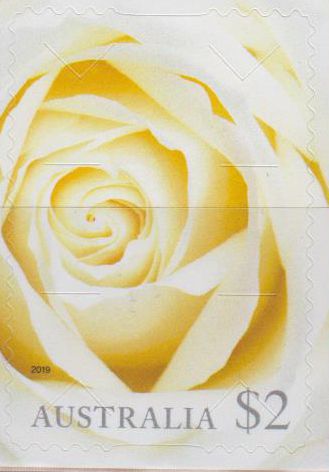 Weiße Rose 2019, sk, a.MH