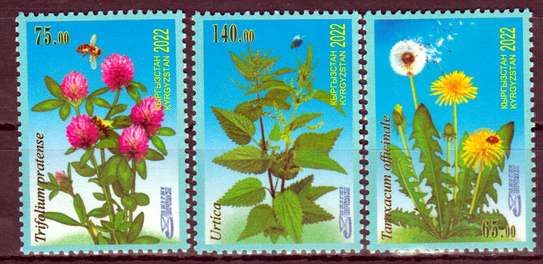 Flora 2022, Löwenzahn, Brennnesseln, Wiesenklee