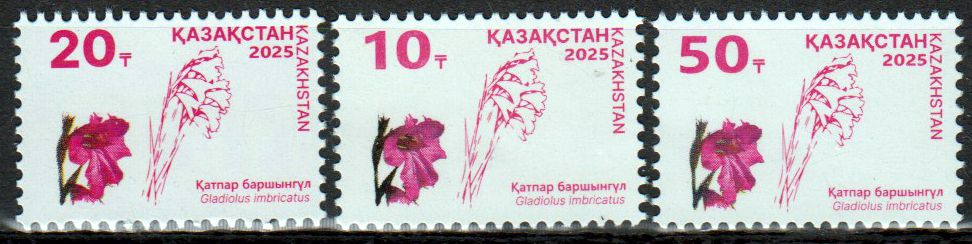 Flora 2025, Gladiolus imbricatus