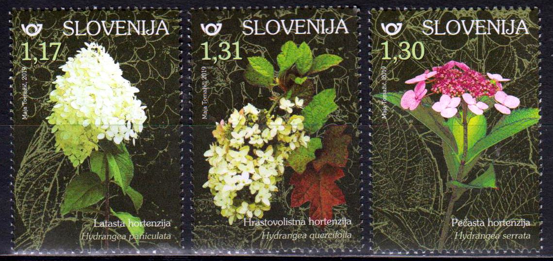 Hortensien 2019