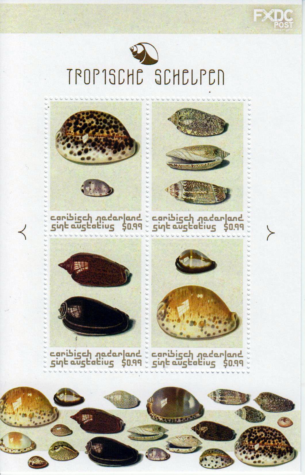 St. Eustatius: Muscheln 2018, bunt