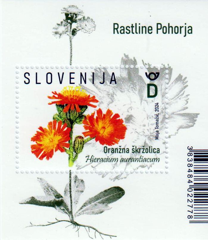 Block: Flora des Pohorje Gebirge 2024