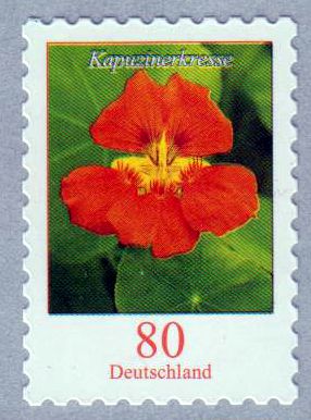 Dauer: Kapuzinerkresse 2019, sk (80er)