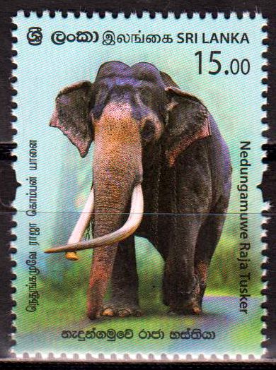 Elefant Nedungamuwe Raja Tusker 2019