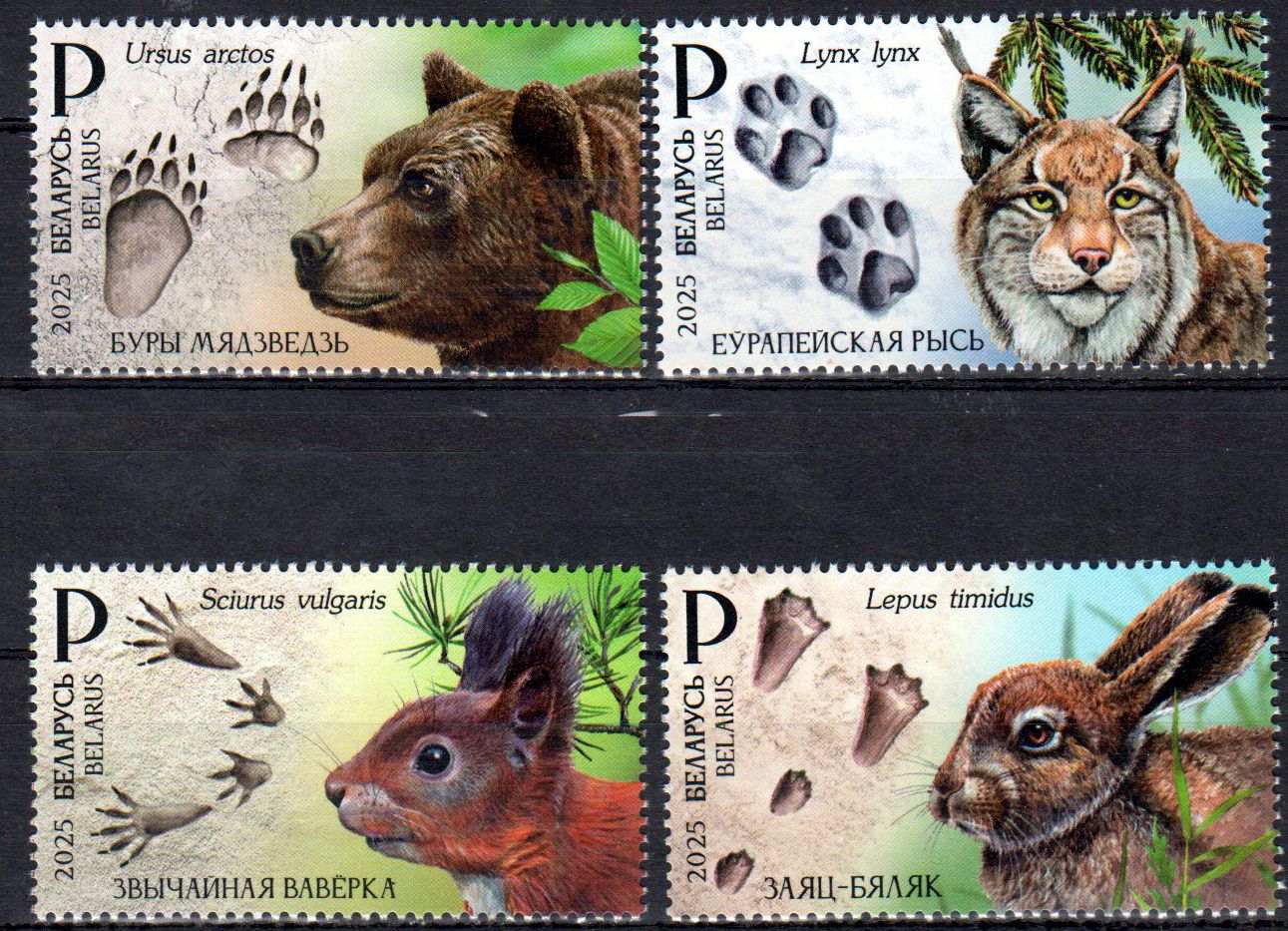 Tierspuren 2025, Bären, Hase, Eichhörnchen, Luchs