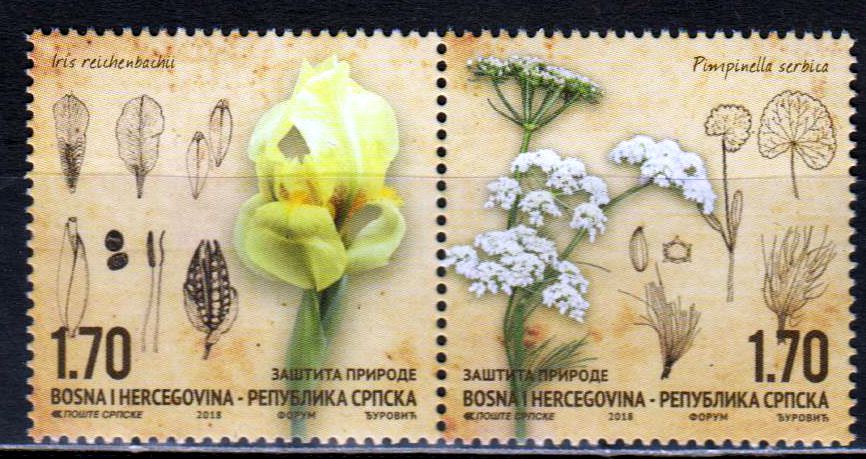 Flora 2018, Iris u. Pimpinella