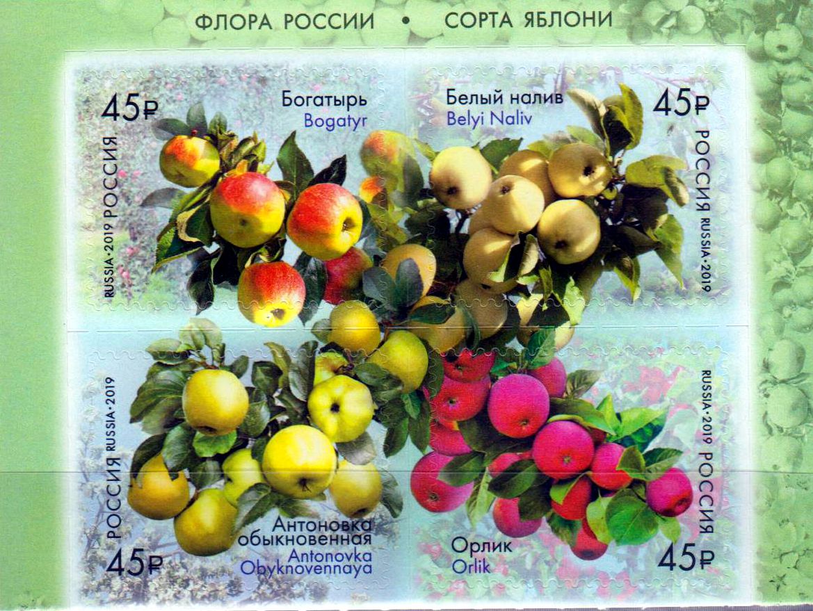 Russische Flora, Äpfel, sk