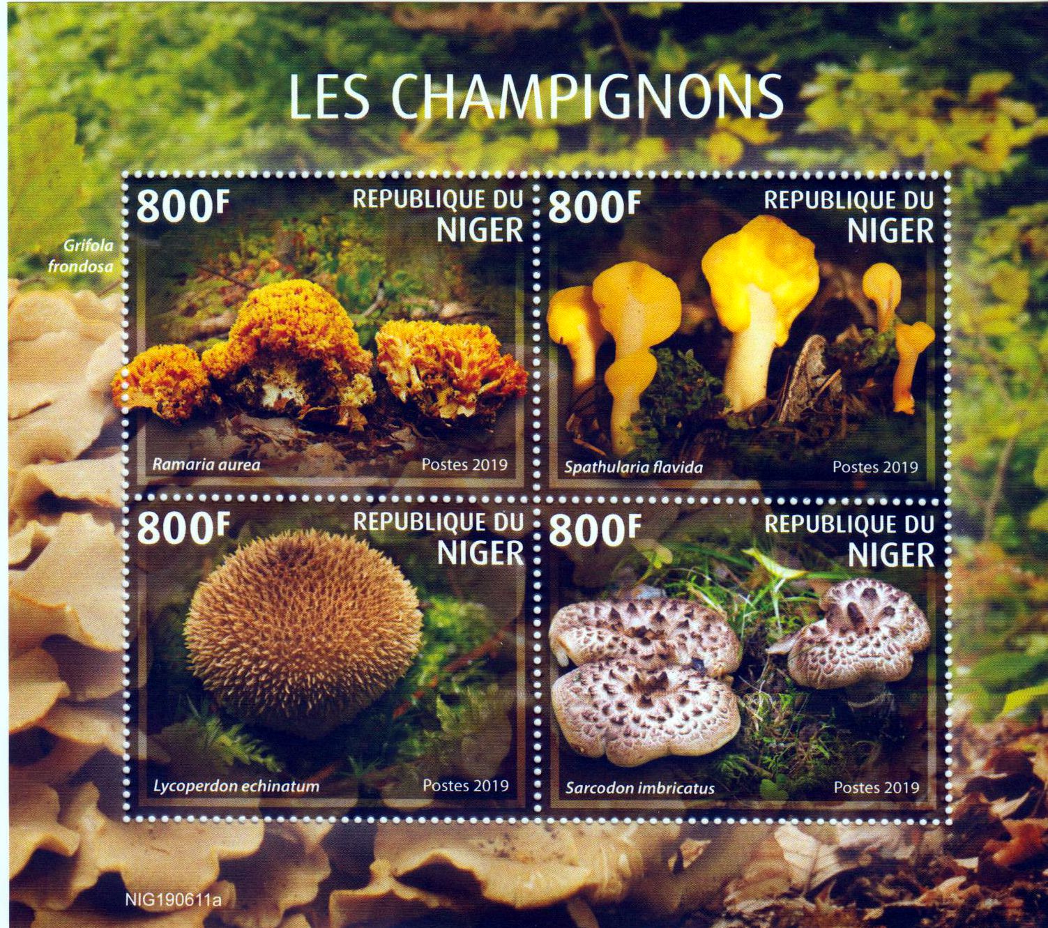 Pilze 2019, Igel-Stäubling