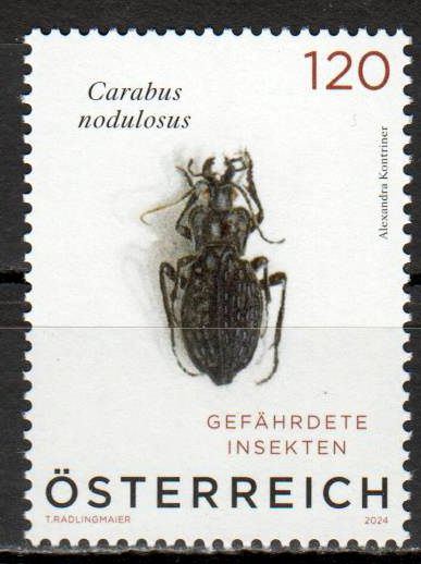 Grubenlaufkäfer 2024