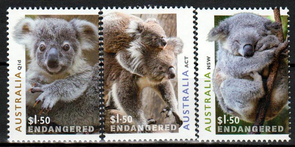 Schutz der Koalas 2024