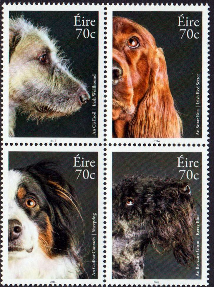 Hunde, Irish Wolfhund (16P07)