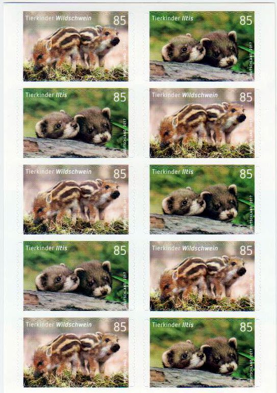 Tierkinder 2017, Iltis, Wildschwein