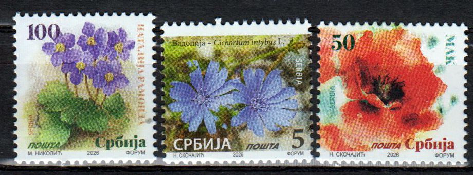 Dauer: Blumen 2026, Mohnblume, Felsenteller, Gemeine Wegwarte