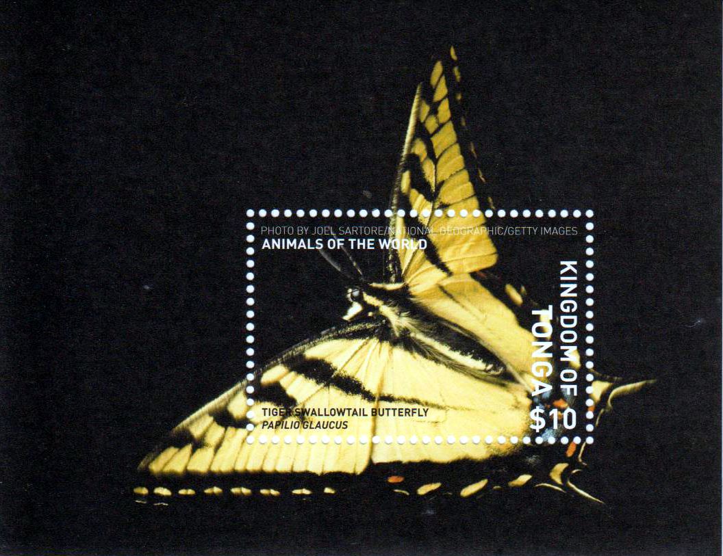 Block: Schmetterlinge, Papilio glaucus