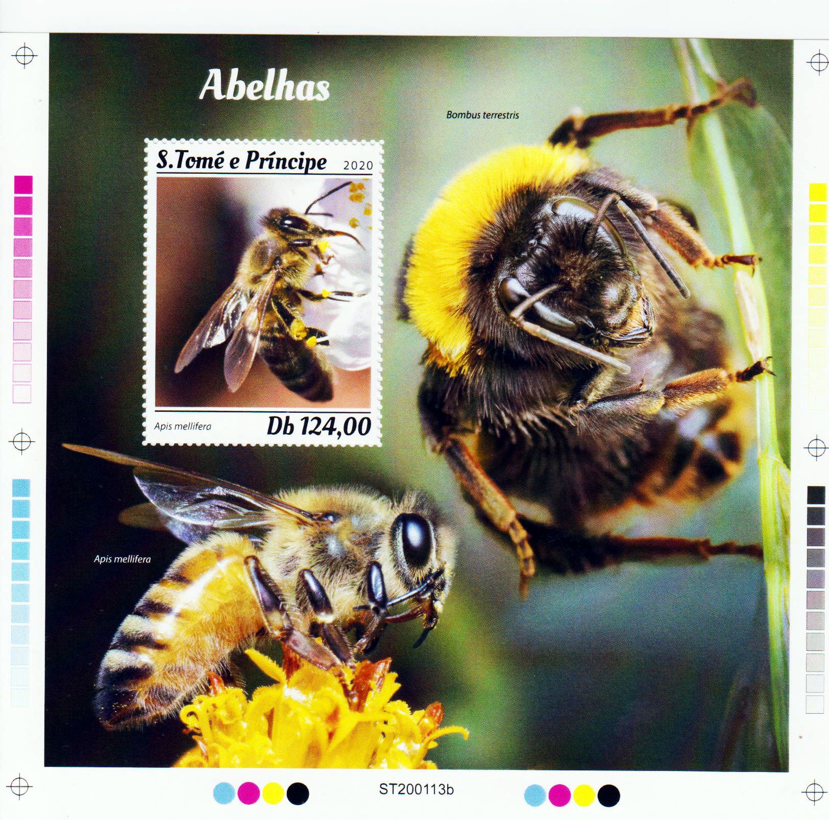 Block: Bienen 2020, Honigbiene