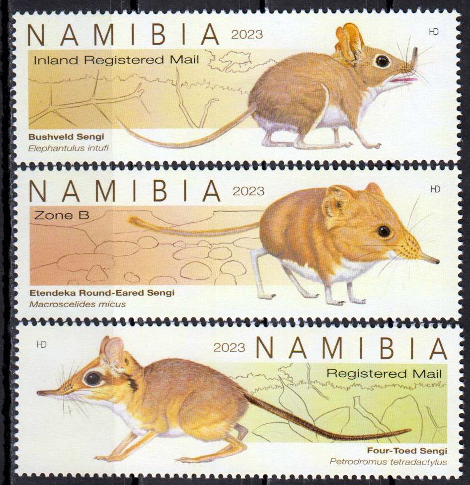 Elefantenspitzmaus 2023