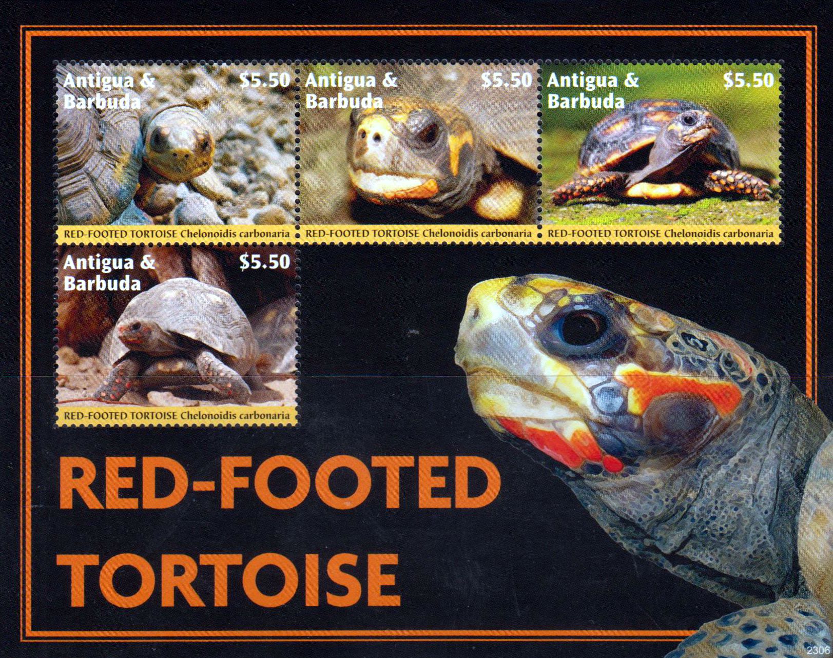 Zdr. Köhlerschildkröten 2023