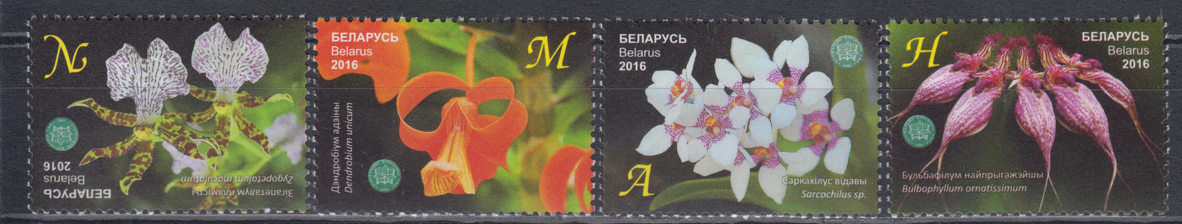 Bot. Garten NAS, Orchideen (16P02)