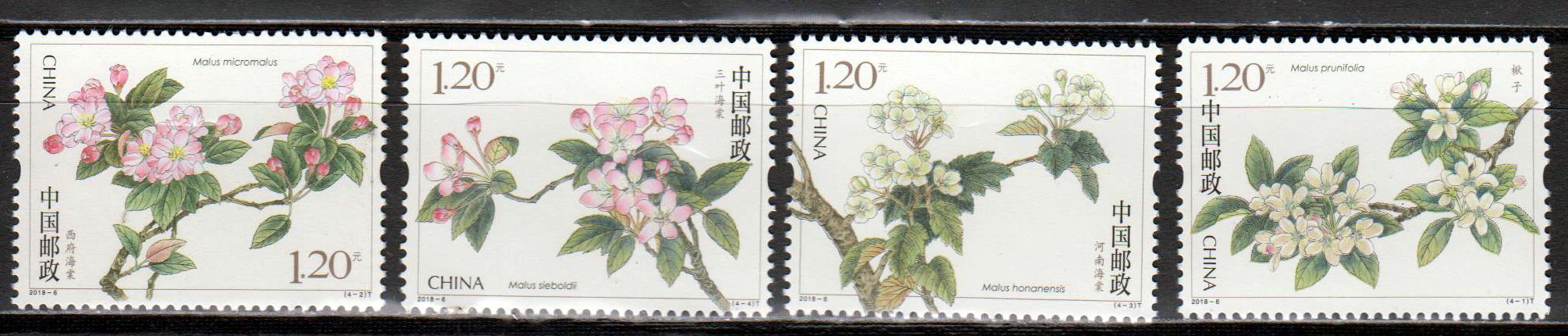 Blüten, Malus Spectabilis (2018-6)