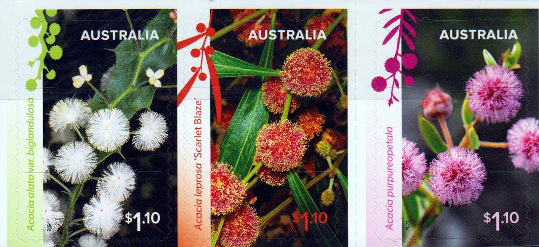 Wattle Wonders 2021, Blumen, sk a. MH