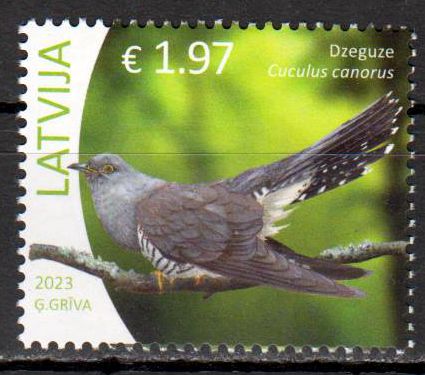 Vögel 2023, Kuckuck