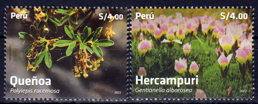 Flora 2022, Quenoa, Hercampuri