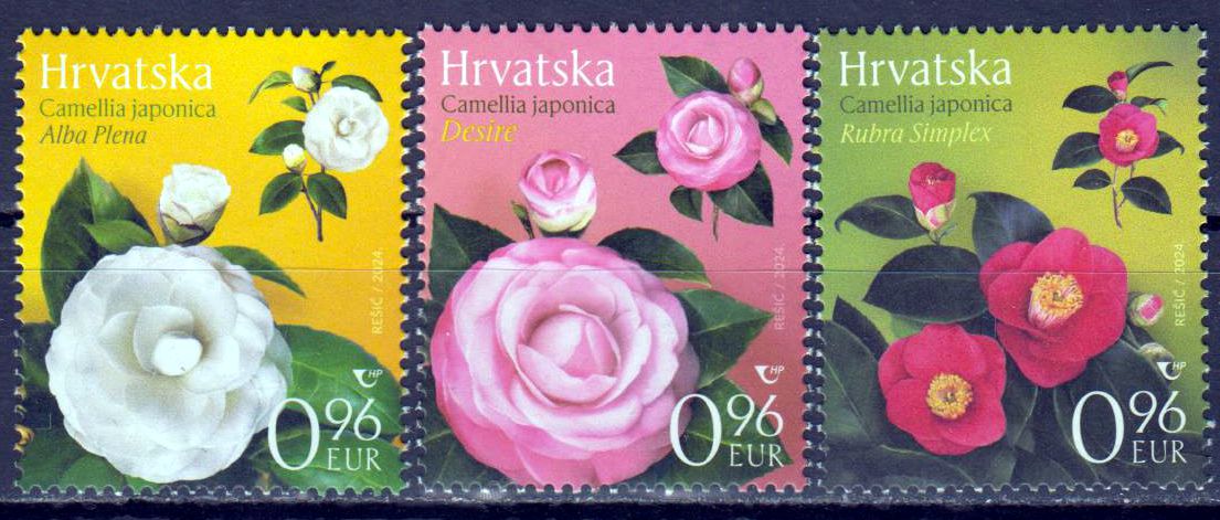 Flora 2024,  Kamelien