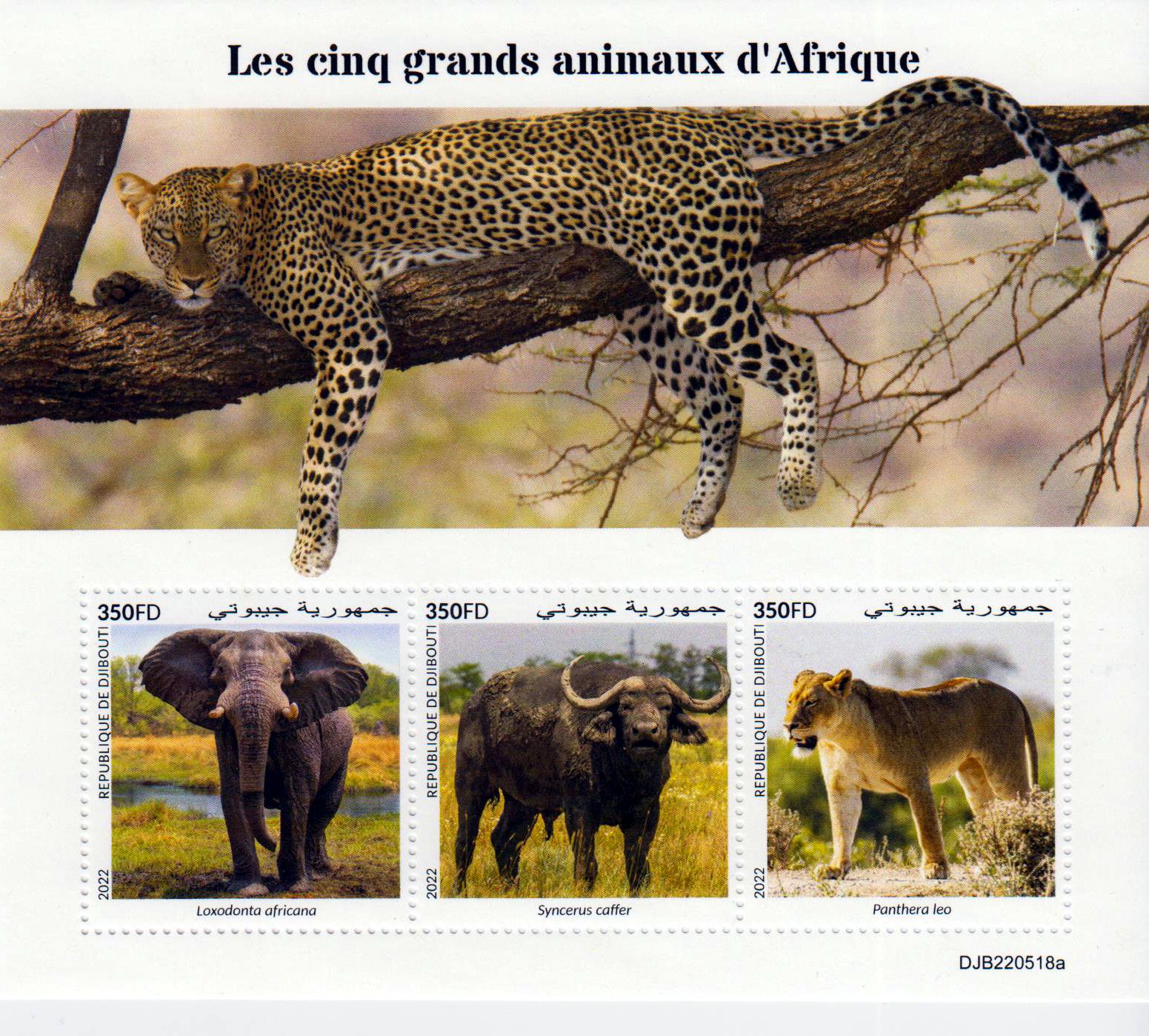 Big Five 2022, Löwe, Elefant, Büffel