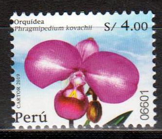 Orchideen 2019