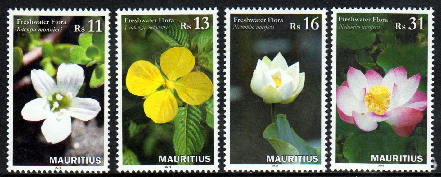 Frischwasserflora, Seerosen