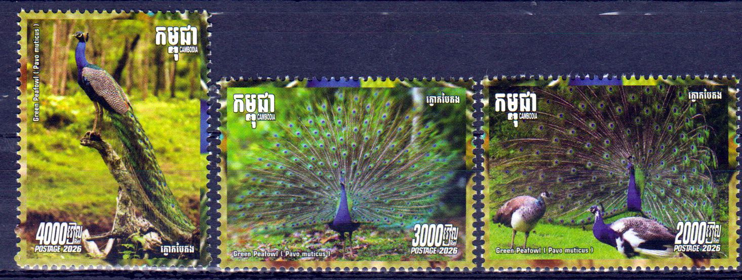Blauer Pfau 2026, Pavo cristatus