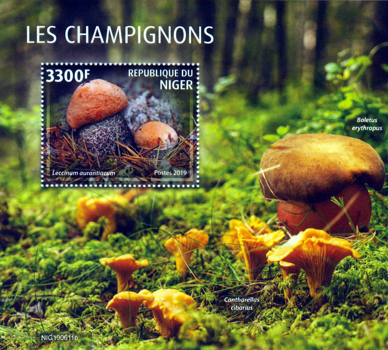 Block: Pilze 2019, Rotkappe