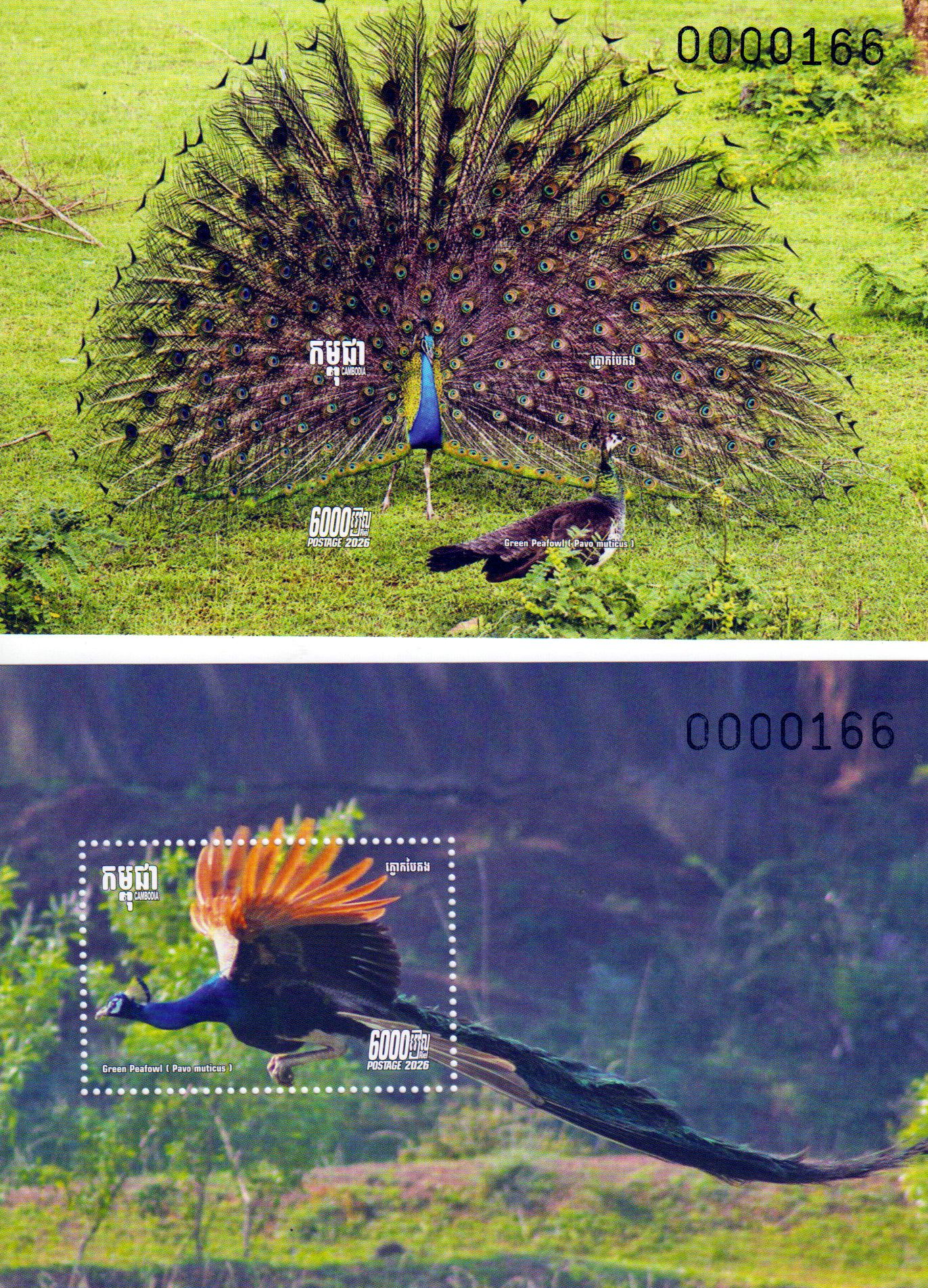 Block: Blauer Pfau 2026, Pavo cristatus