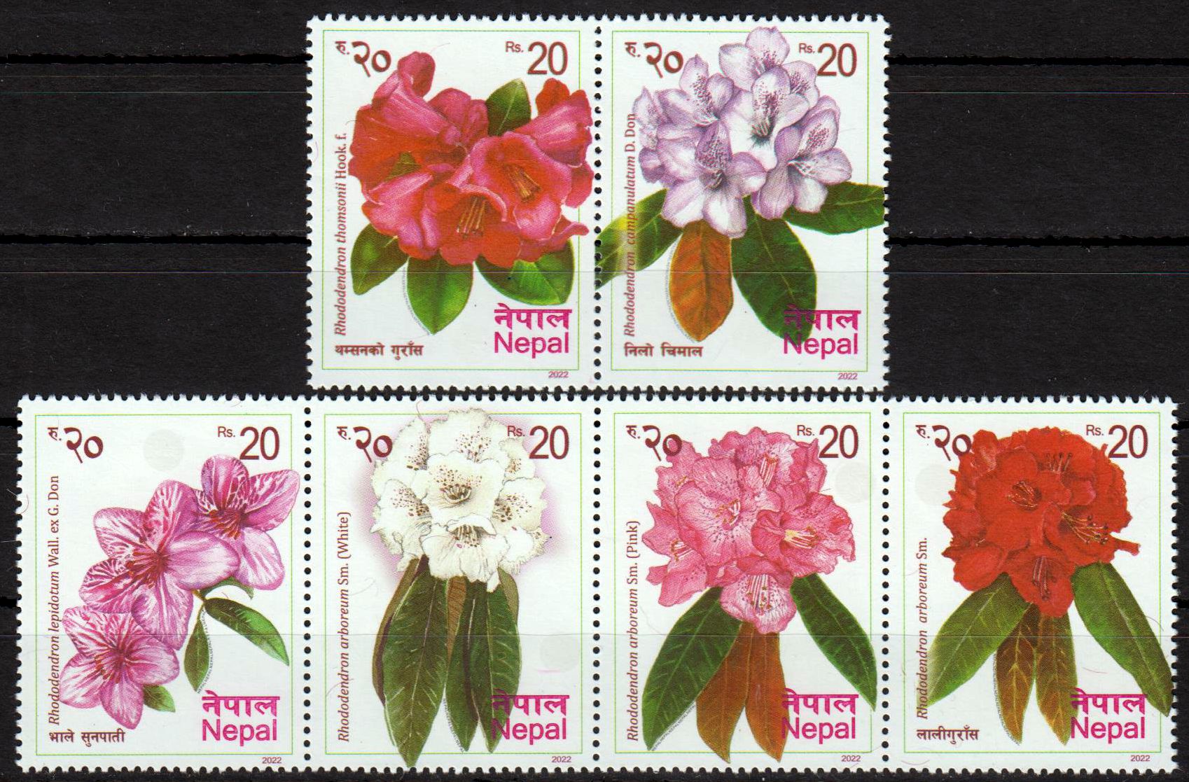 Rhododendren 2022