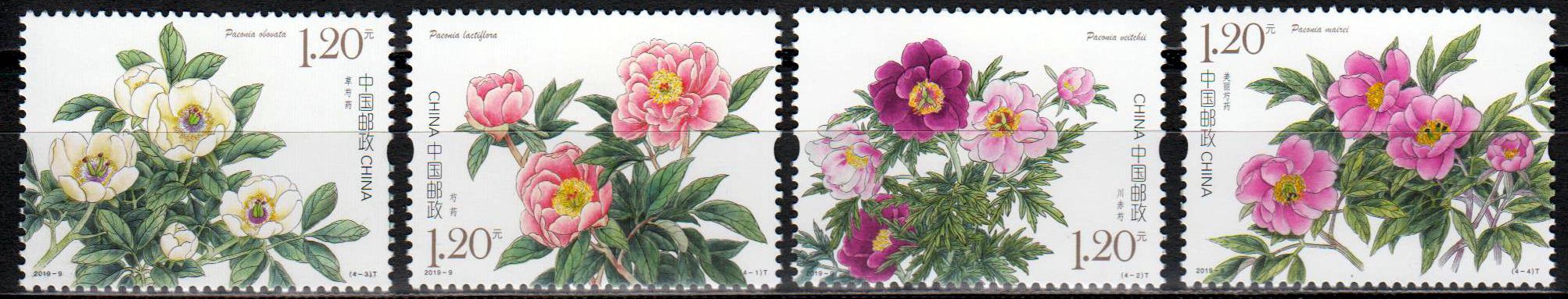 Pfingstrosen, Blumen (2019-9)