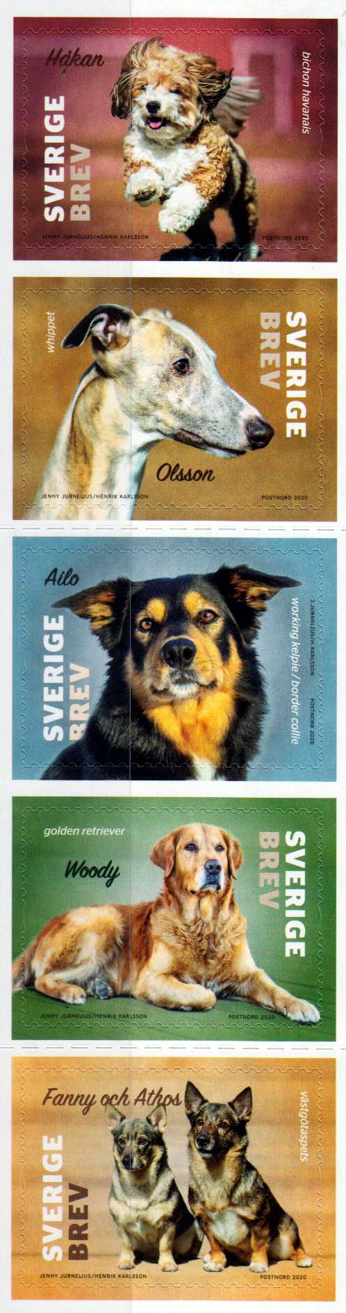 Hunde 2020, sk, a. MH