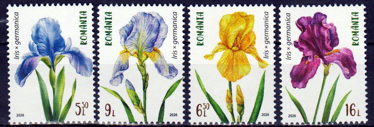 Blumen 2026, Iris