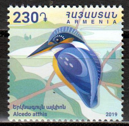 Eisvogel 2019