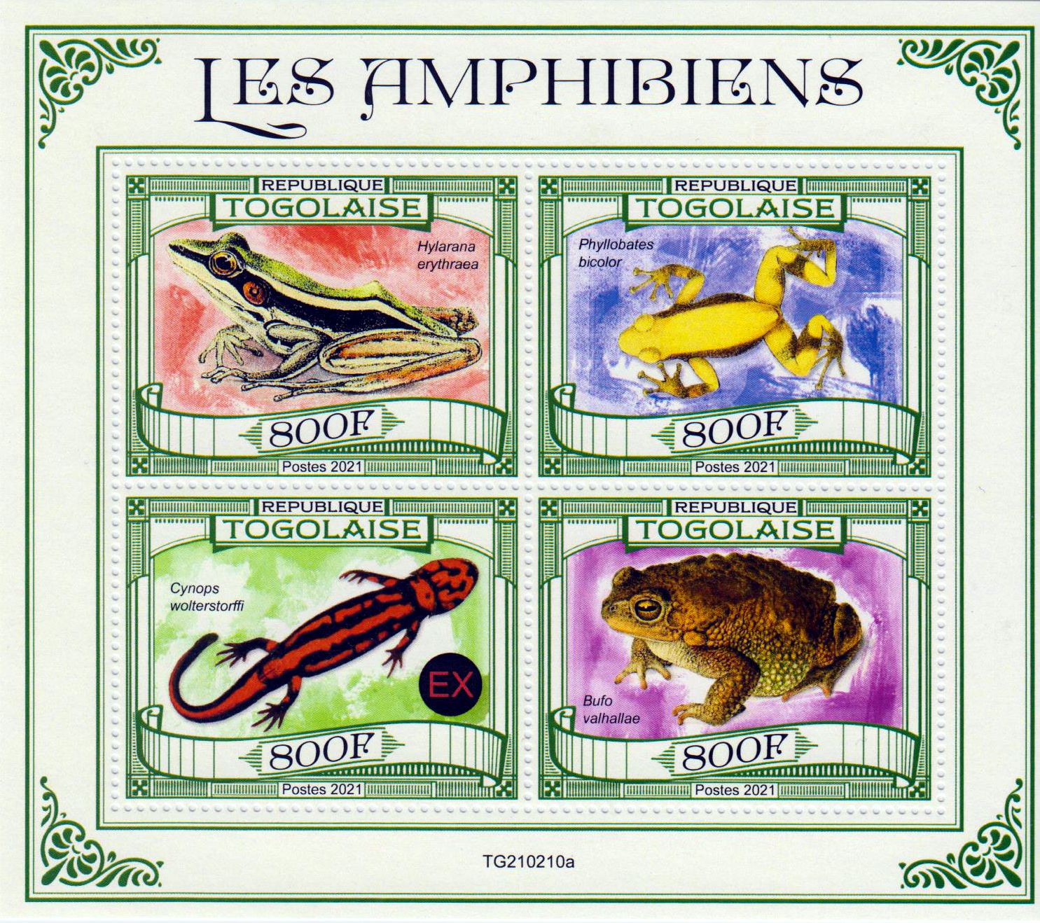 Amphibien 2021, Molch, Frösche
