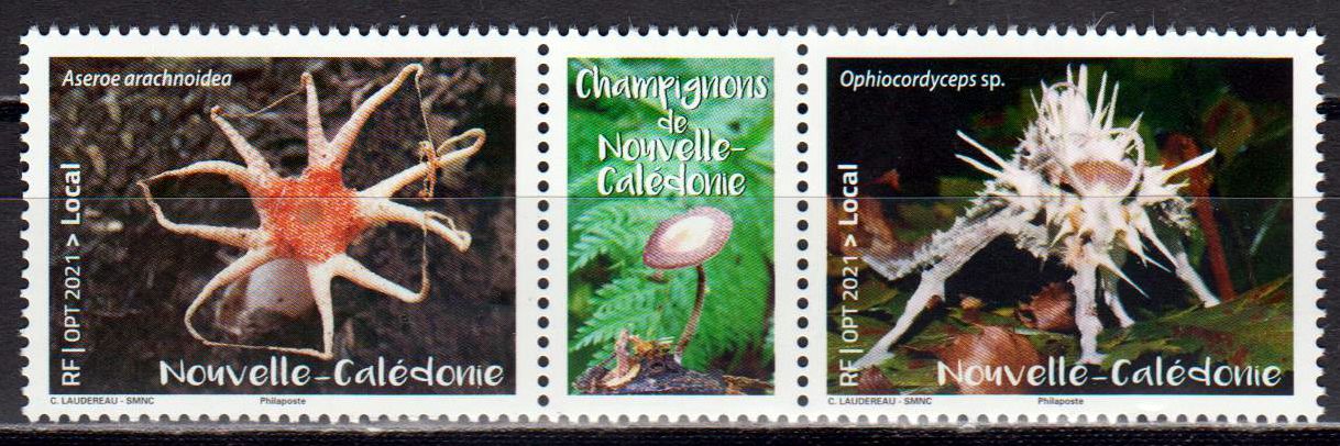 Pilze 2021, Ophiocordyceps