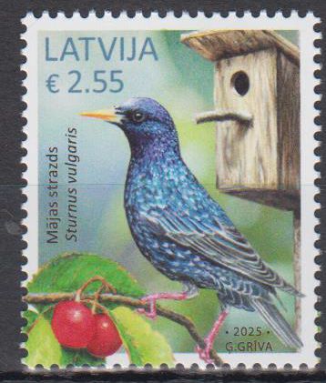 Gemeiner Star 2025, Sturnus Vulgaris