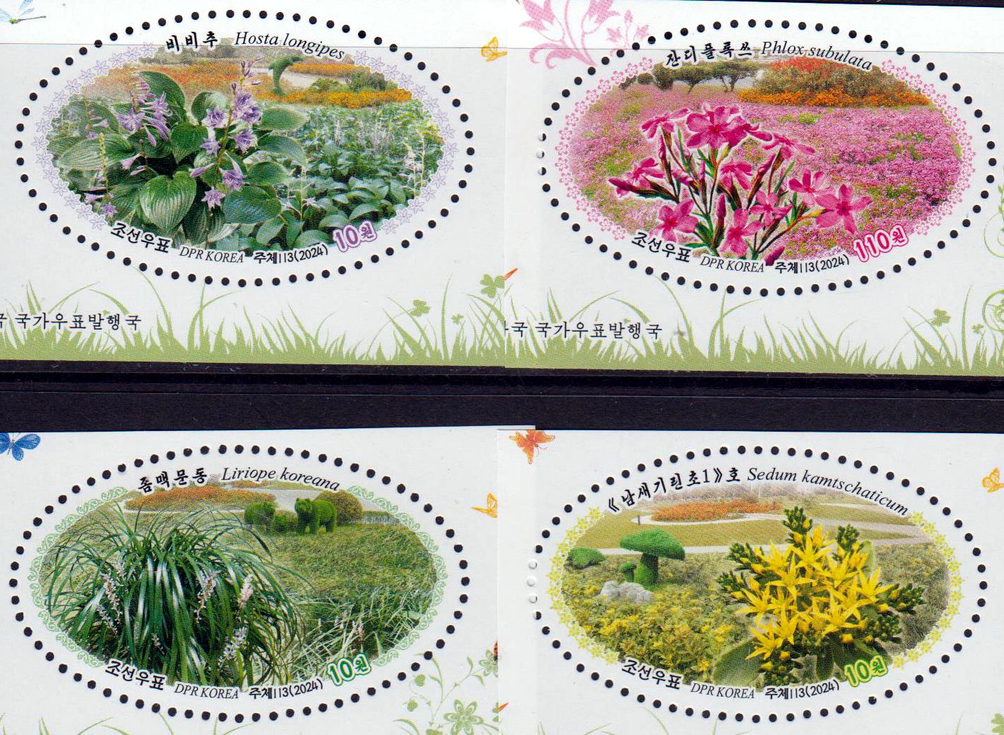 Bodendecker 2024, Pflanzen, Blumen